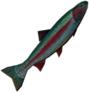 Trout