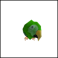 Green Macaw